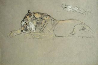 Study of Two Recumbent Tigers