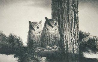 Owls and Pine
