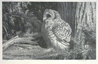 Wood Owl (Greenport, NY)