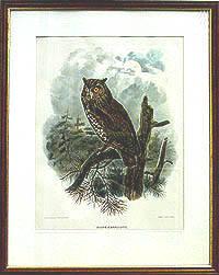Scops Kennicotti (Great Horned Owl)