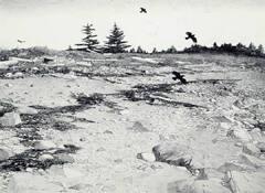 Crows, Port Clyde, Maine