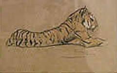 Study of a Tiger in Repose