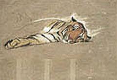 Study of a Sleepy Tiger