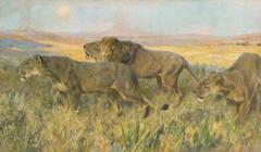 Lions at Sunset