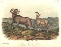 Ovis Montana-Rocky Mountain Sheep