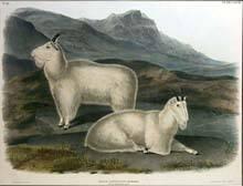 Capra Americana-Rocky Mountain Goat