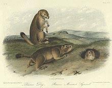Prairie Marmot Squirrel