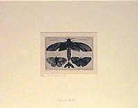 A Moth and Three Butterflies