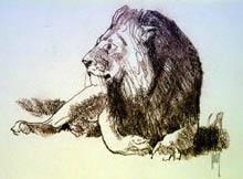 Untitled Lion Sketch