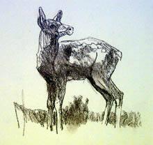 Untitled Elk Calf