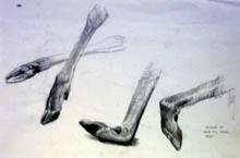 Studies of white tail deer feet.