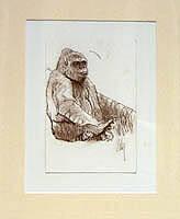 Untitled gorilla sketch