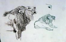 Lion Gesture Sketch
