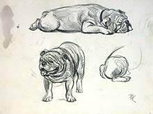 Bulldog sketches