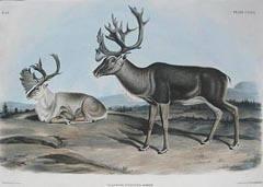 Caribou or American Rein-deer