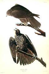 Labrador Falcon