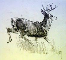Sketch of Mule Deer