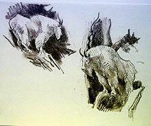 Sketch of Two Mountain Goats