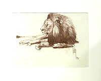 Untitled - Lion sketch