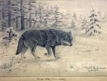 Timber Wolf (canis nubulis)