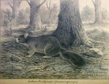 Southern Fox Squirrel (sciurus niger niger)