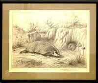 Colorado Badger (Taxidea taxus phippsi)