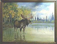 Moose on Isle Royale (Michigan)